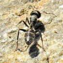 Image of Camponotus niveosetosus niveosetosus Mayr 1862