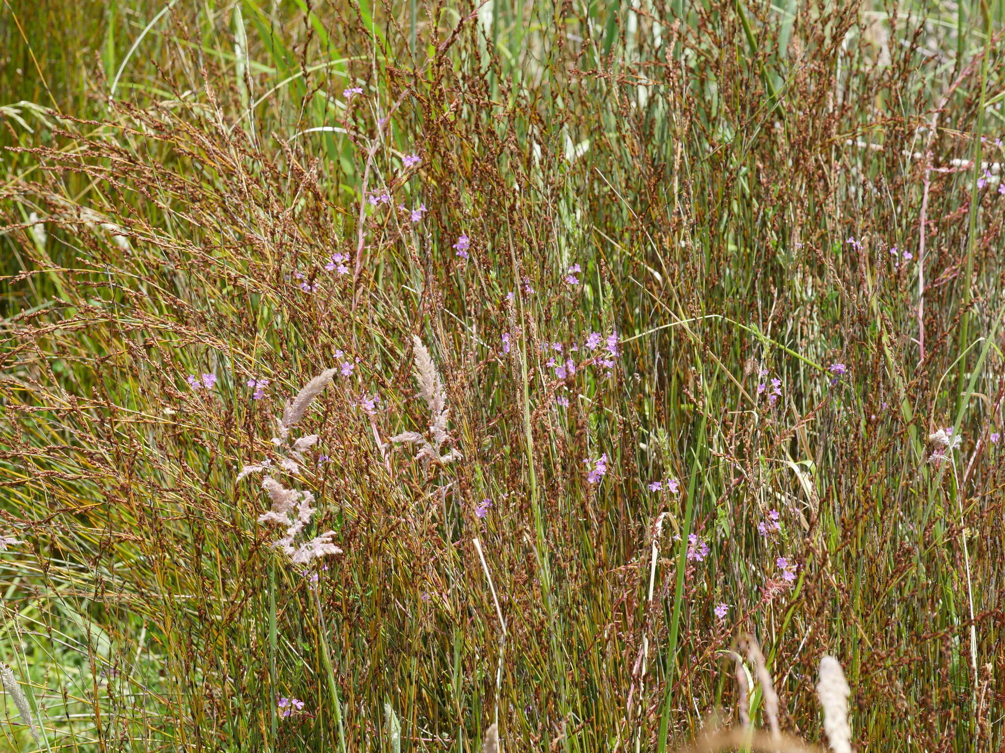 Image of False Grass-poly