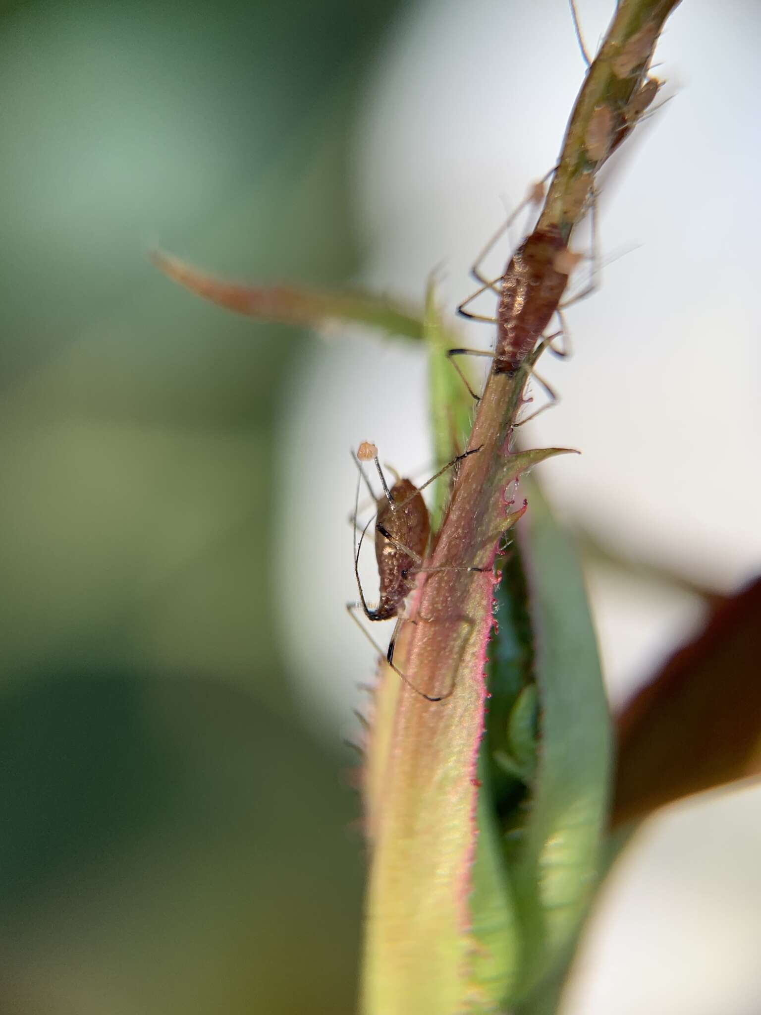 Macrosiphum (Macrosiphum) rosae (Linnaeus 1758) resmi