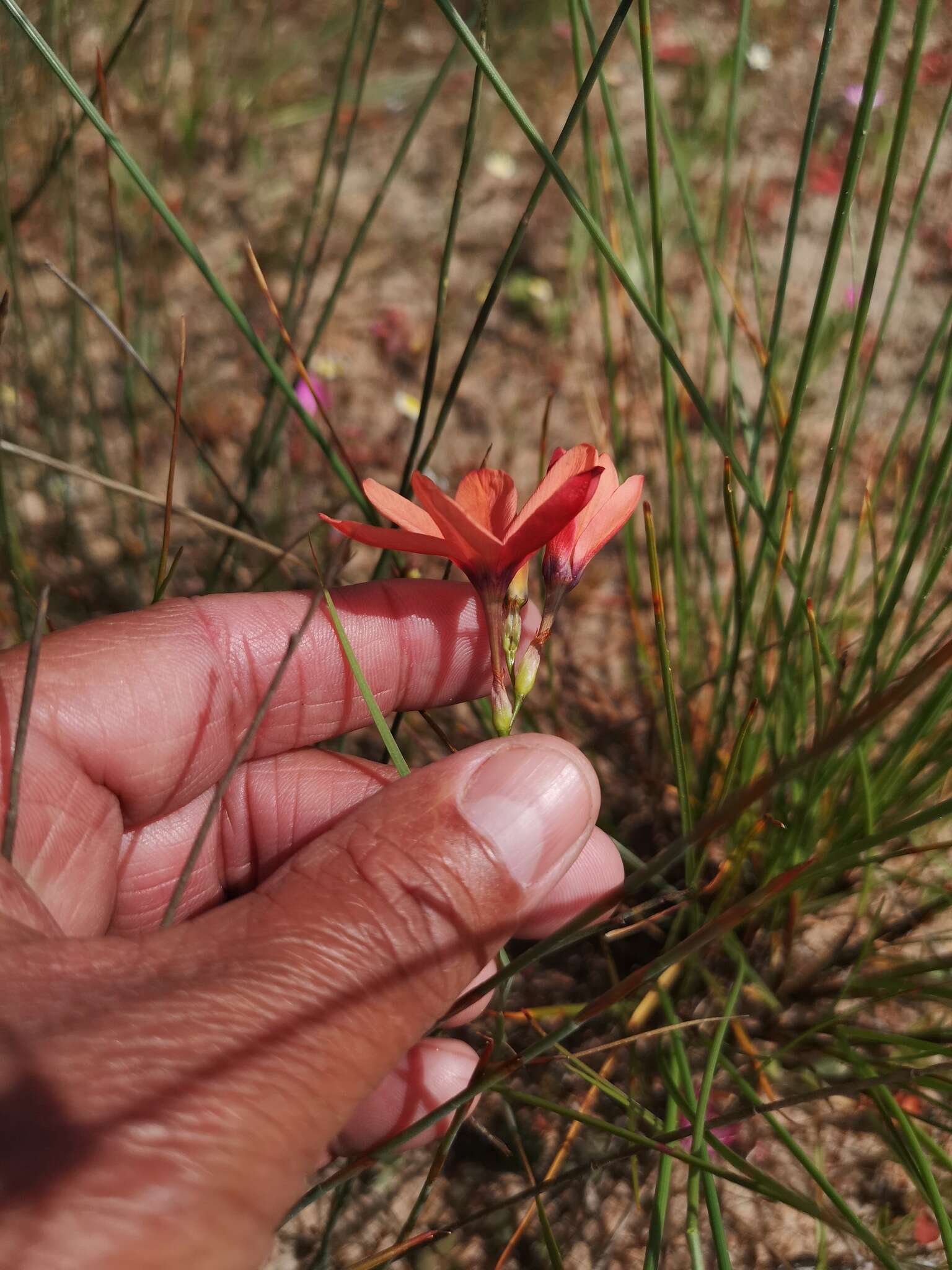 Image of Ixia tenuifolia Vahl