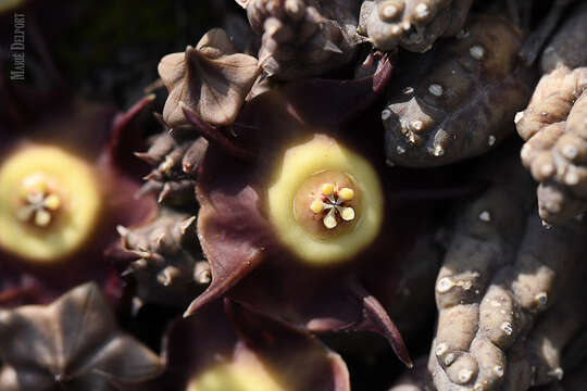 Image de Ceropegia pillansiana (N. E. Br.) Bruyns