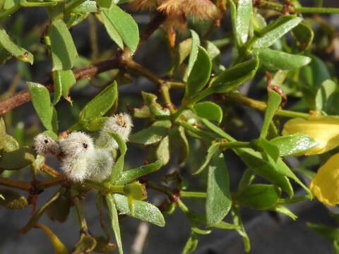 Image de Asphondylia pilosa Gagne 1990