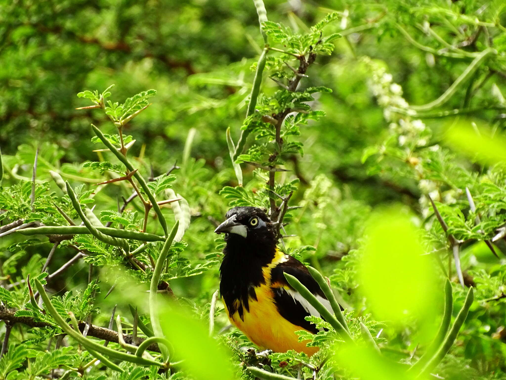 Icterus icterus (Linnaeus 1766) resmi