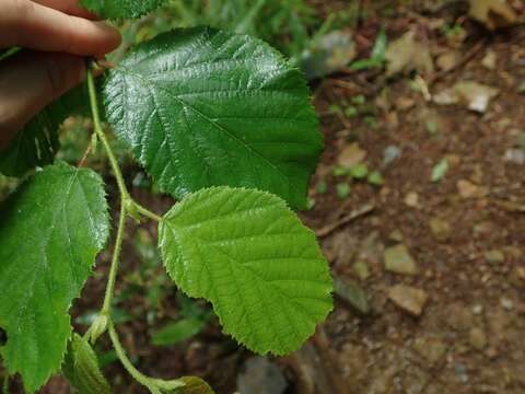 Image of Corylus sieboldiana var. sieboldiana