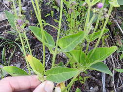 Mirabilis comata (Small) Standl. resmi