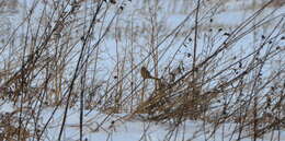 Image of Long-tailed Rosefinch