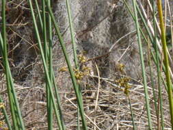 Image of California bulrush
