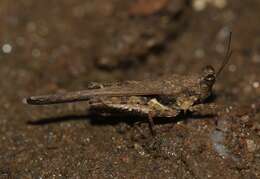 Eucriotettix tricarinatus (Bolívar & I. 1887)的圖片