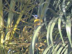 Image of Cape York Blue-faced Honeyeater