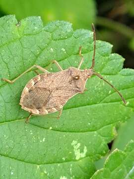 Image of Homoeocerus (Tliponius) dilatatus Horváth 1879