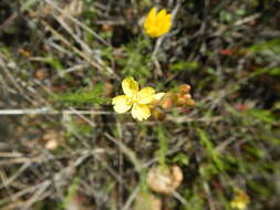 Oenothera linifolia Nutt.的圖片