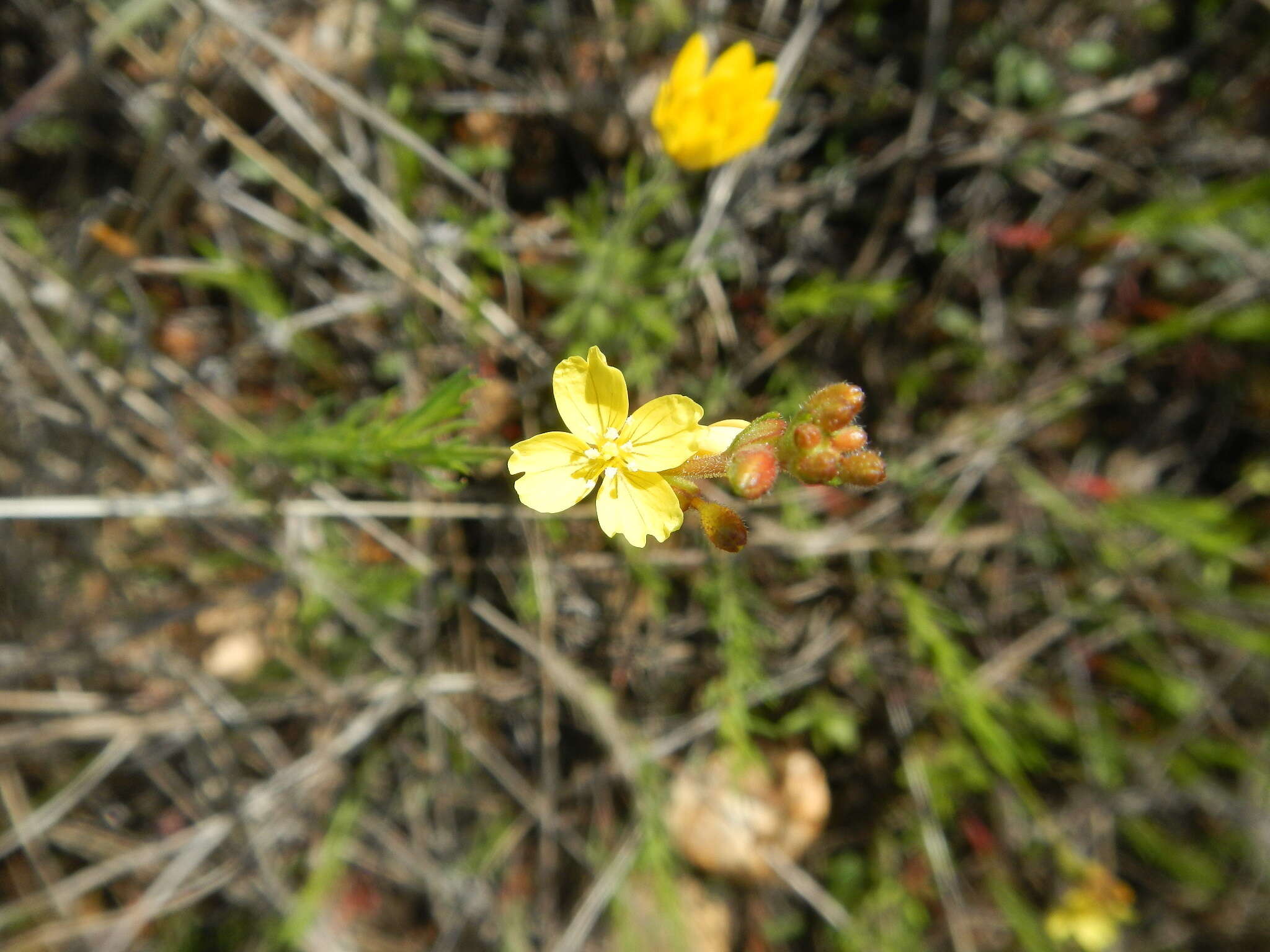 Oenothera linifolia Nutt.的圖片