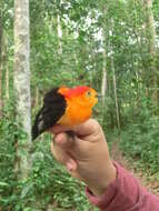 Image of Band-tailed Manakin