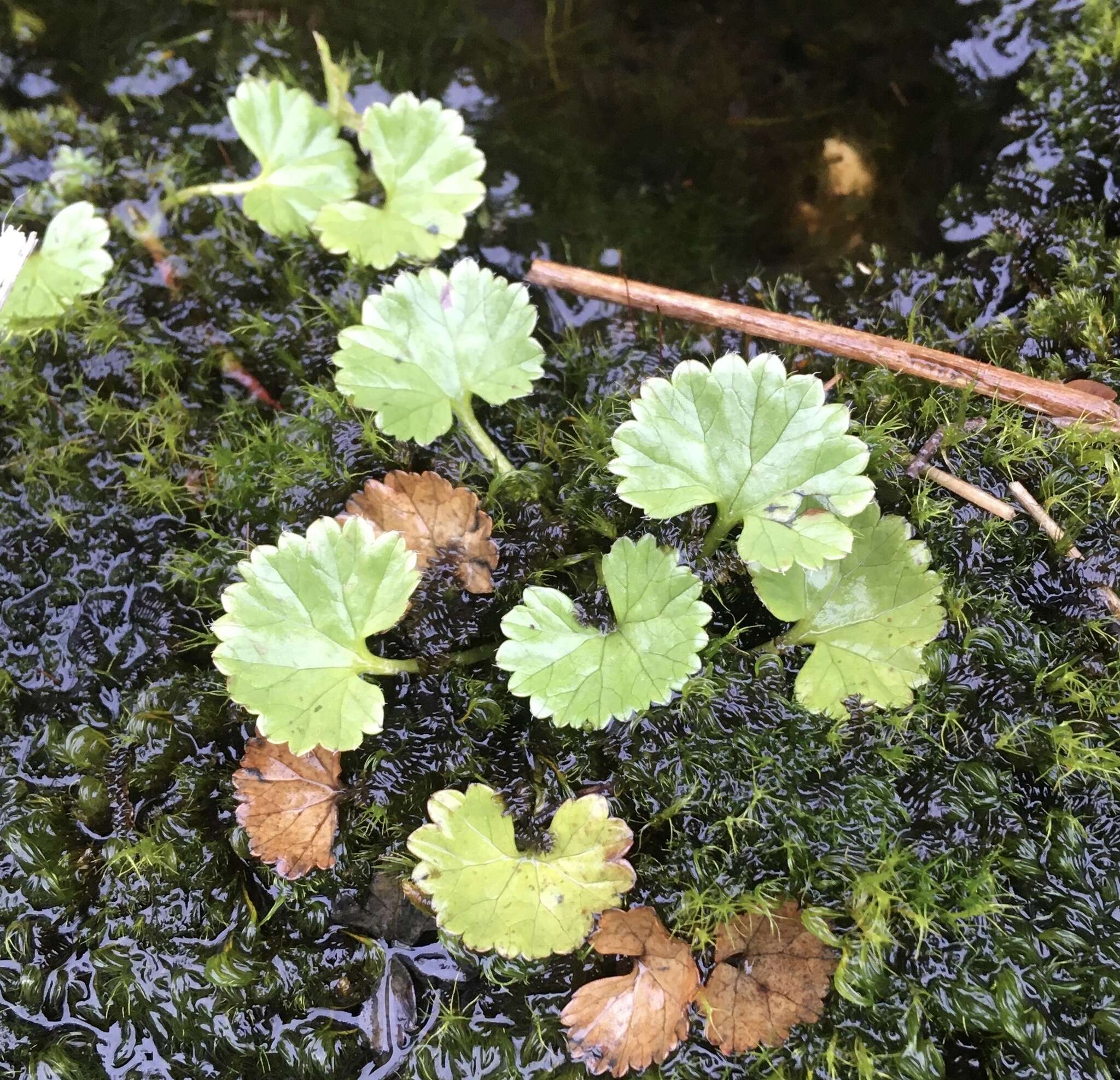 Sivun Gunnera magellanica Lam. kuva