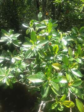 Image of Gordonia fruticosa (Schrader) H. Keng