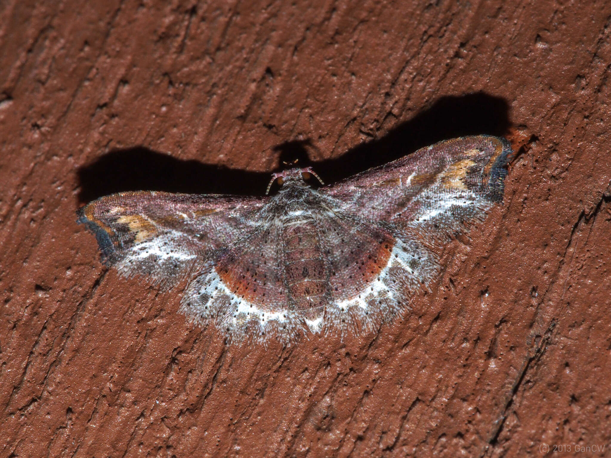 Image of Hyriodes leucocraspis Hampson 1910