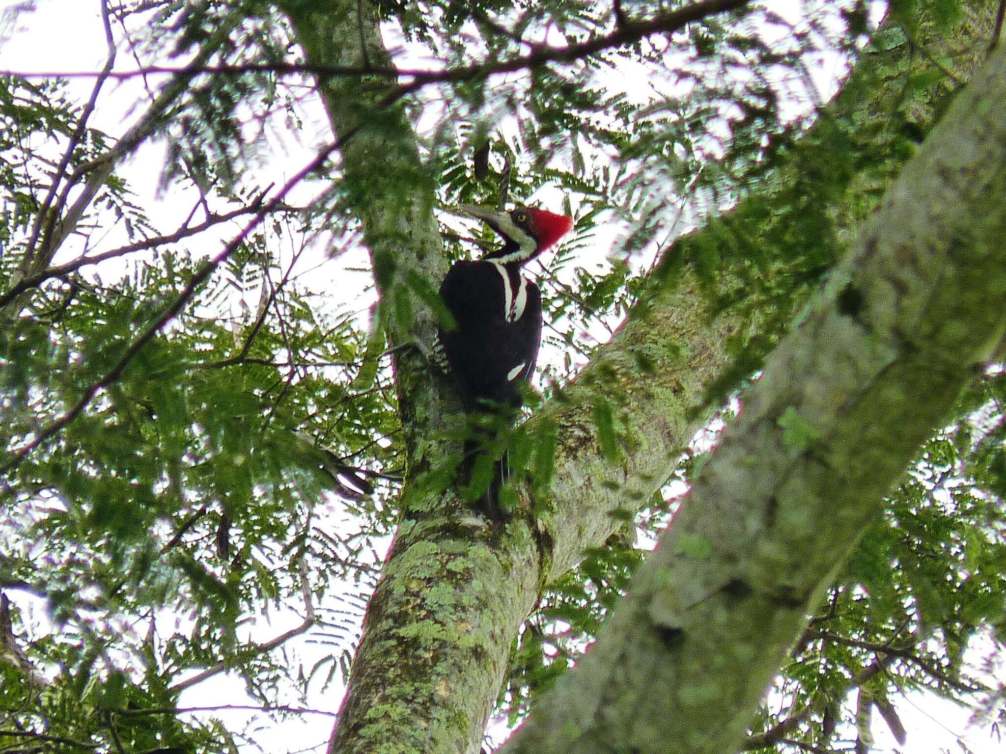 Image of Crimson-crested Woodpecker