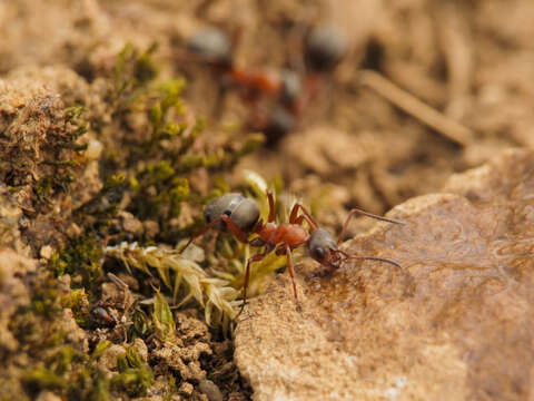 Image of Red-barbed ant