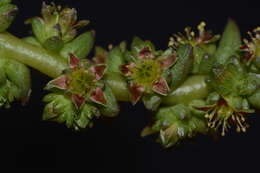 Image of Villadia guatemalensis Rose