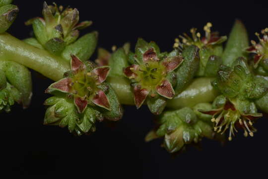 Villadia guatemalensis Rose resmi