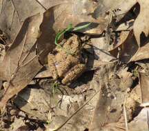 Image of Northern Cricket Frog