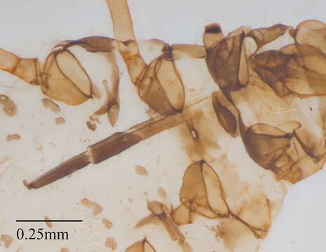 Image of Aphid