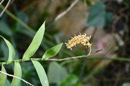 Image of Epidendrum polyanthum Lindl.