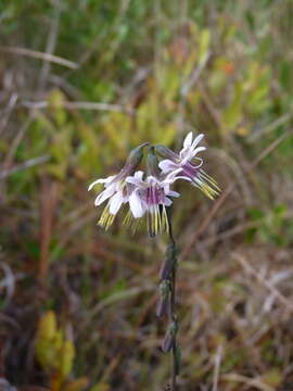 صورة Nabalus autumnalis (Walt.) Weakley