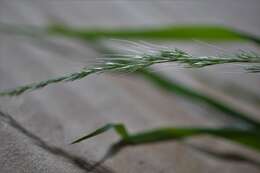 Plancia ëd Muhlenbergia sylvatica Torr.