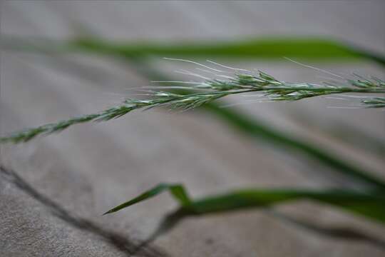 Imagem de Muhlenbergia sylvatica Torr.