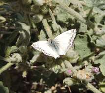 Imagem de Heliopetes ericetorum Boisduval 1852