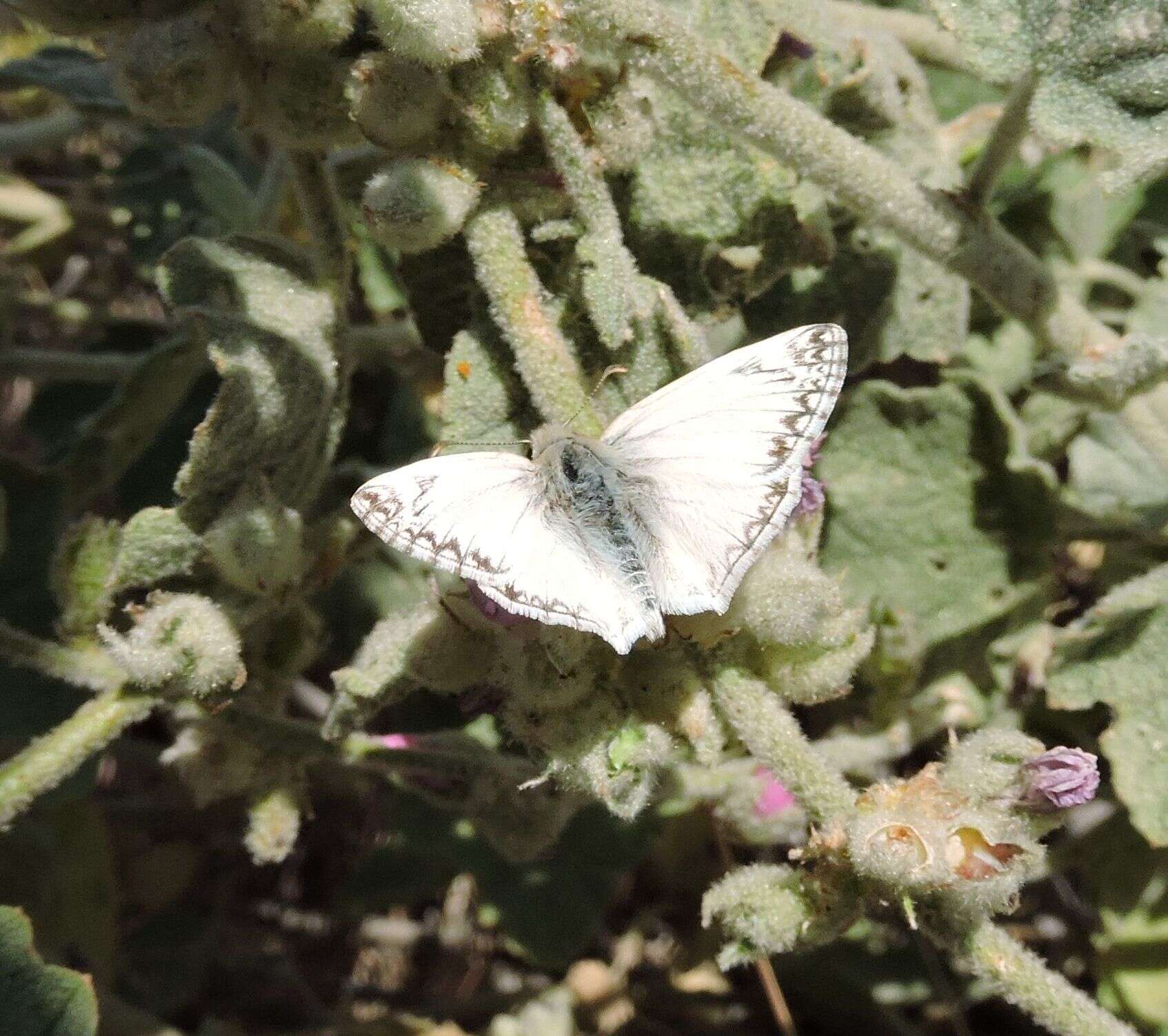 Sivun Heliopetes ericetorum Boisduval 1852 kuva