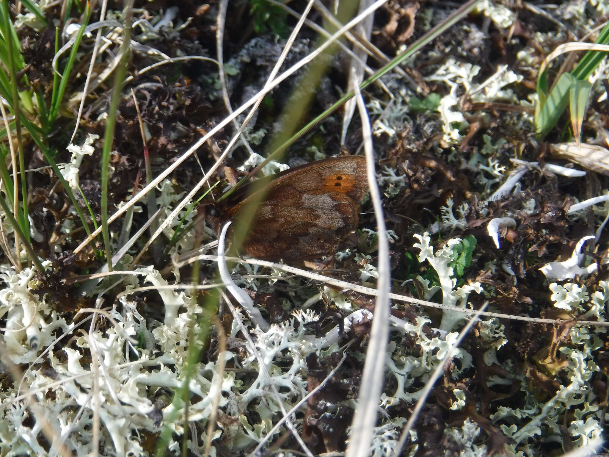 Image of Erebia dabanensis Erschoff 1871