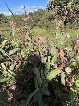 Image of Kielmeyera rubriflora Cambess.