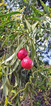 Image of Santalum acuminatum (R. Br.) A. DC.