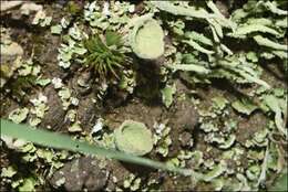 Image of cup lichen