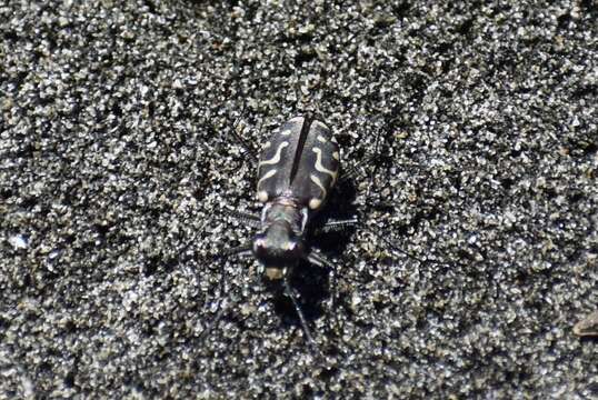 Image of Cicindela (Cicindelidia) carthagena Dejean 1831