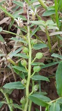 Image of Lobelia concolor R. Br.