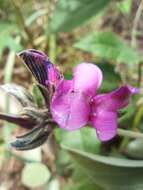 Imagem de Galactia grewiifolia (Benth.) Taub.