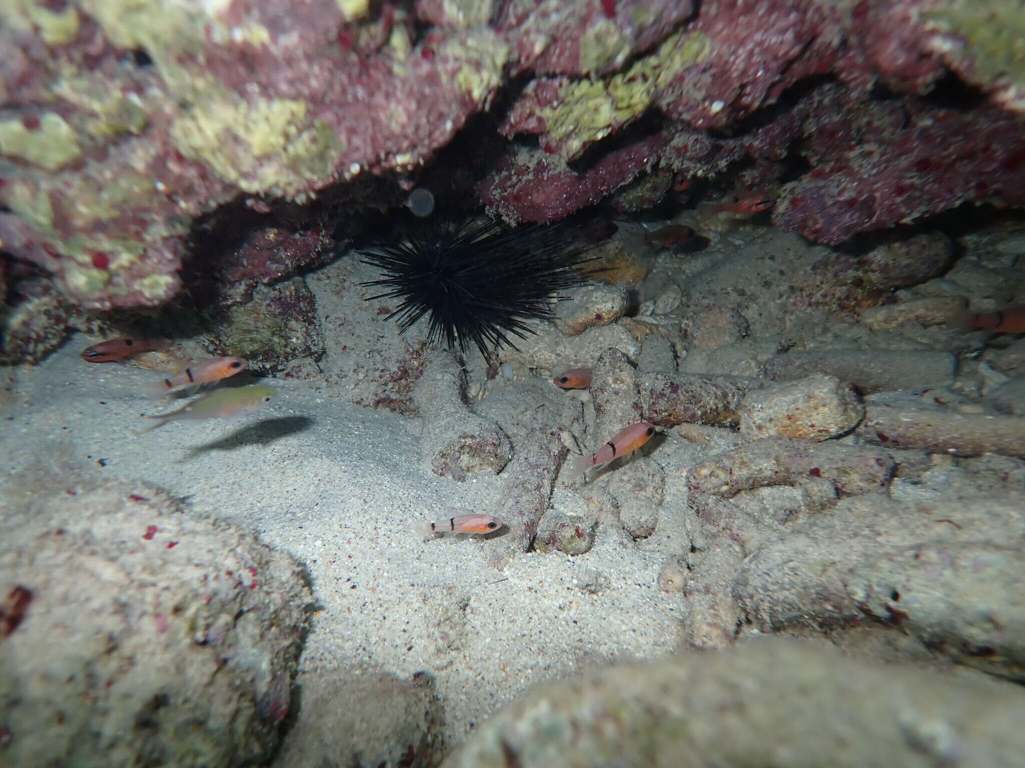 Image of Barred Cardinalfish