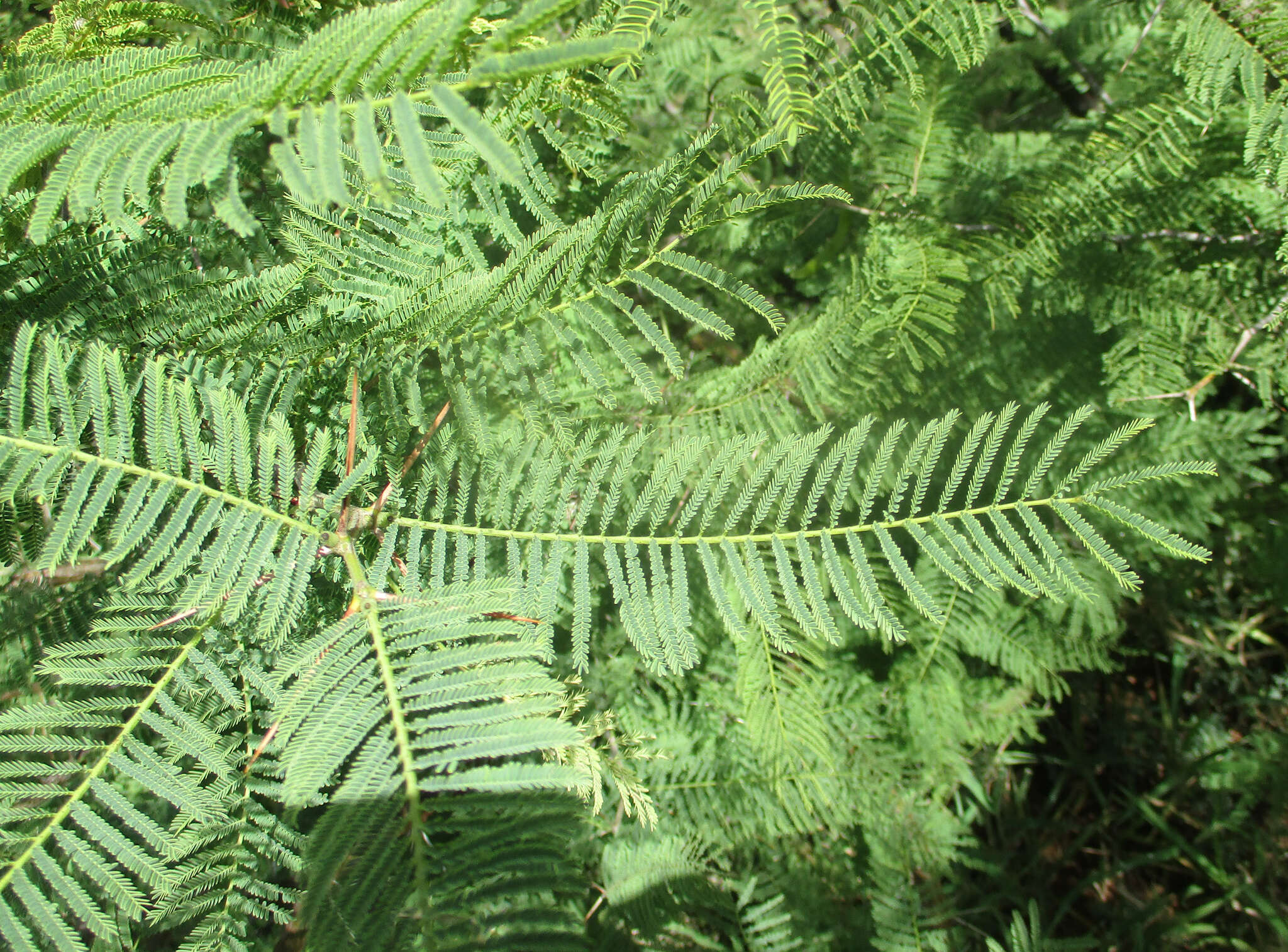 Слика од Vachellia arenaria (Schinz) Kyal. & Boatwr.