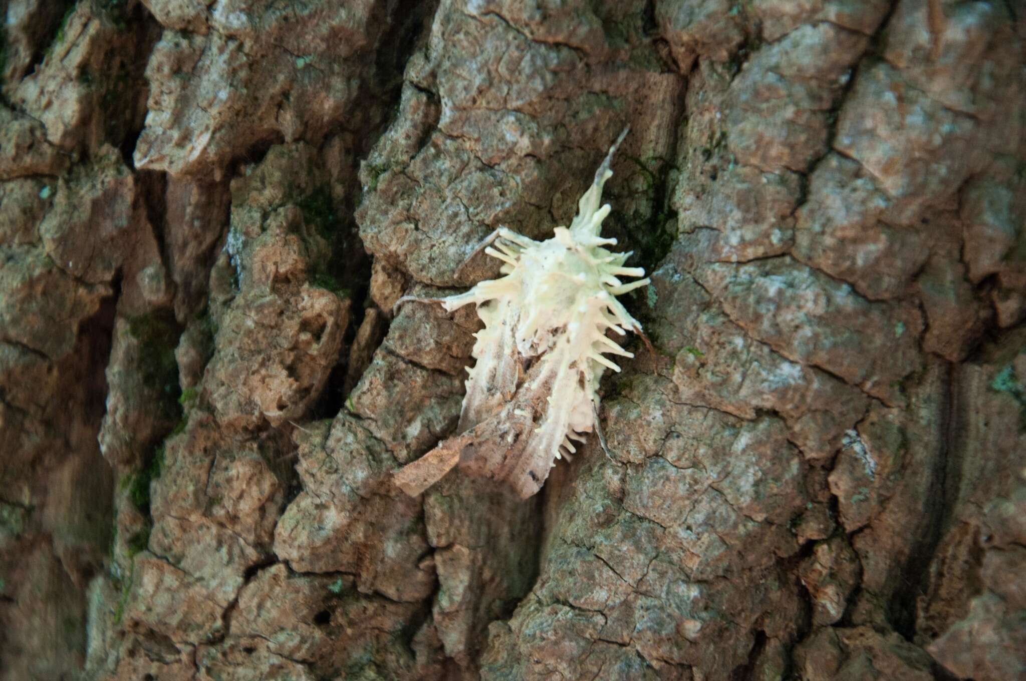 Image of Akanthomyces aculeatus Lebert 1858