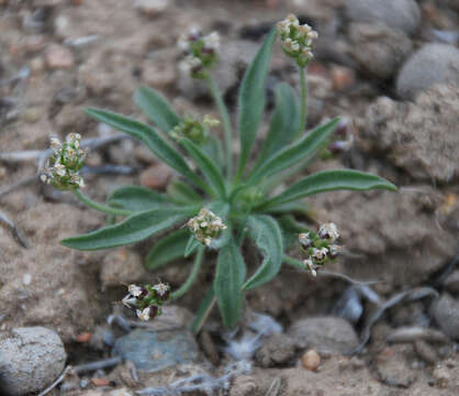 Image of Plantago minuta Pall.