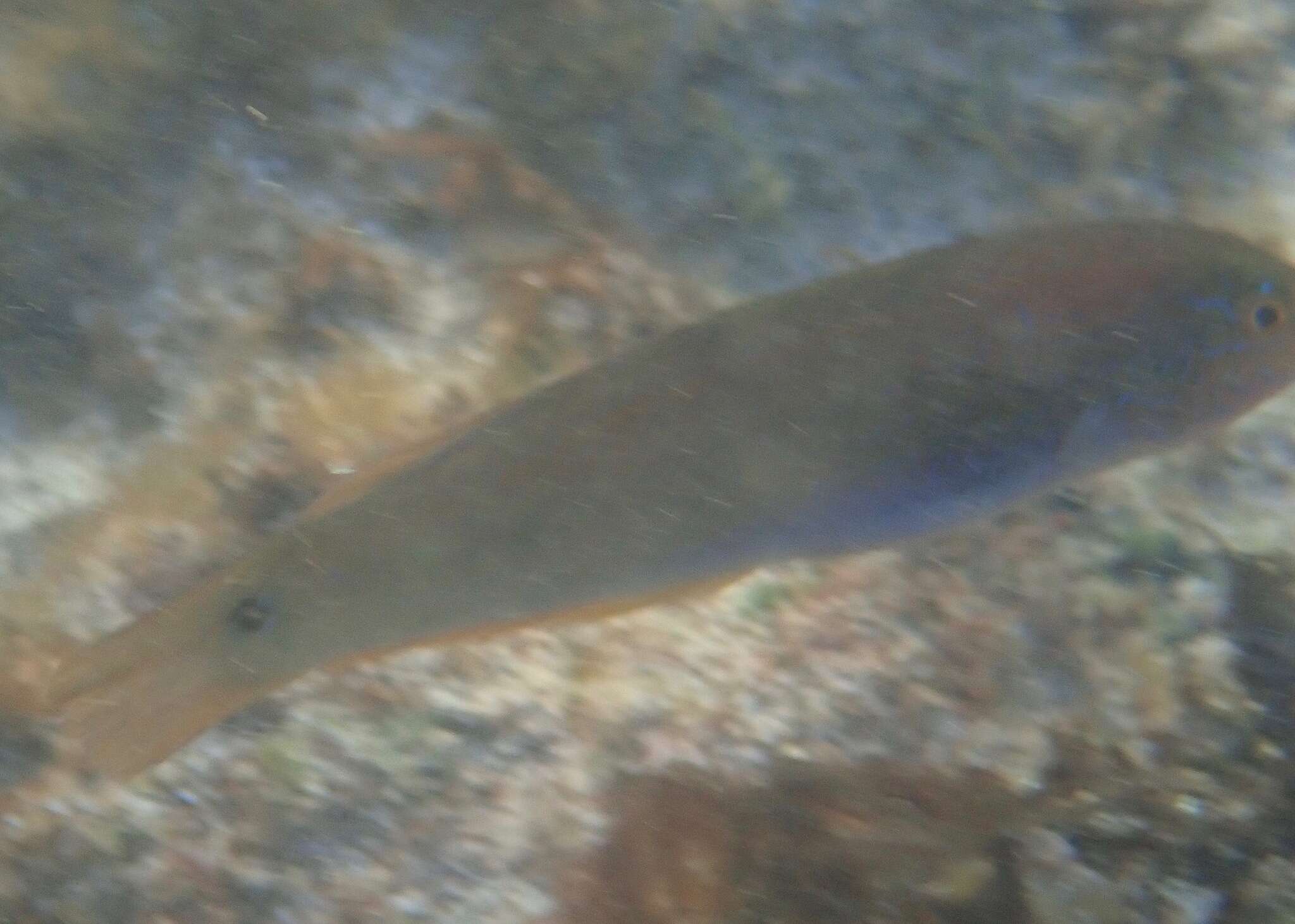 Image of Chameleon wrasse