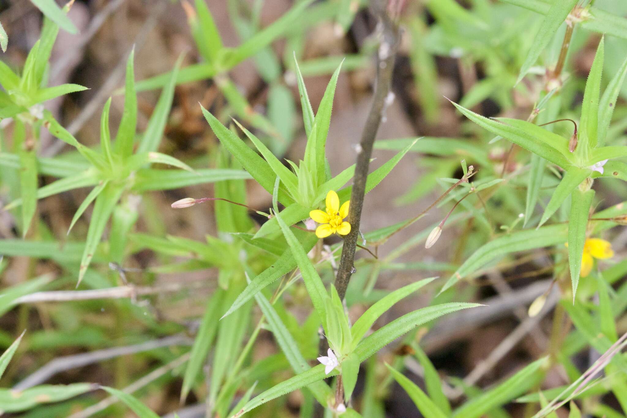 Image of fivebract chinchweed