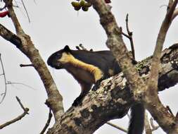 Image of Black Giant Squirrel