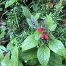 Imagem de Salvia ombrophila Dusén