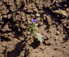 Image of North Coast phacelia