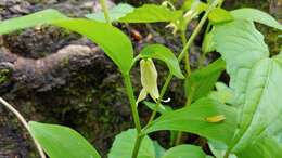 Image of Florida Bellwort