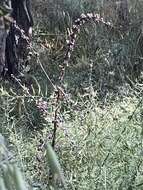 Image of Verbascum galilaeum Boiss.